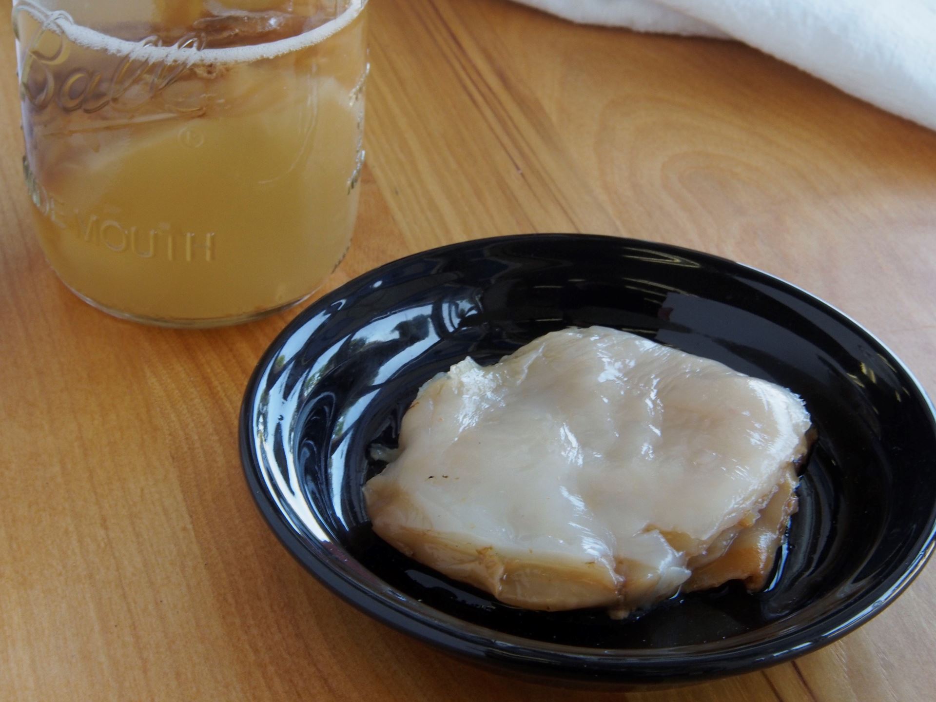 Picture of Kombucha Scoby