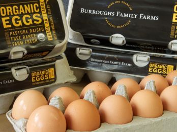 Picture of Burroughs Pastured Pullet Eggs 