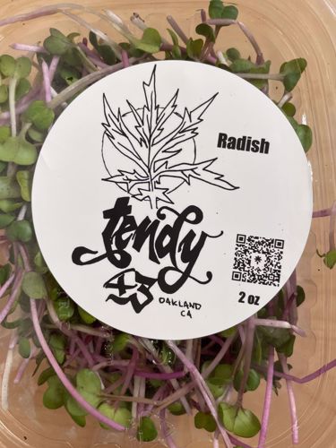 Picture of Tendy43 Microgreens Radish